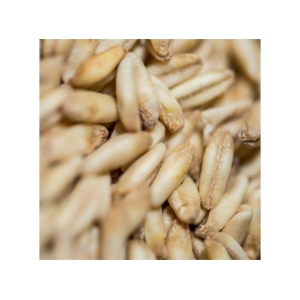 Crisp Naked Oat malt